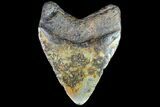 Fossil Megalodon Tooth - Colorful Blade #77506-1